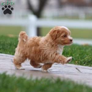 Bubba, Maltipoo Puppy