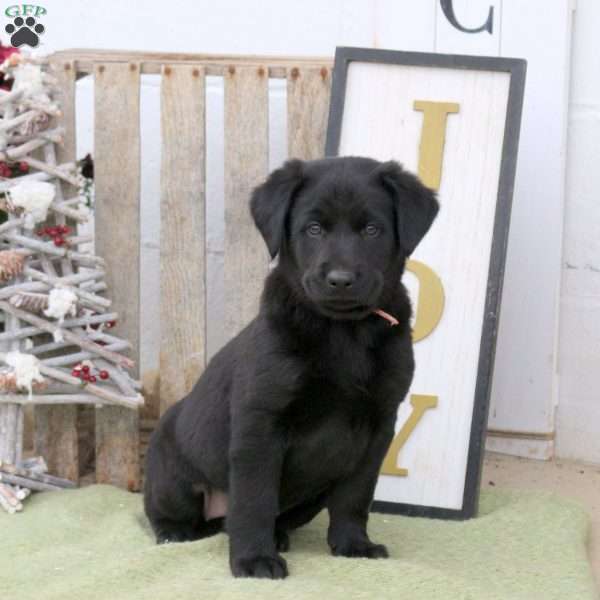 Bubbles, Labrador Mix Puppy