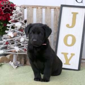 Bubbles, Labrador Mix Puppy