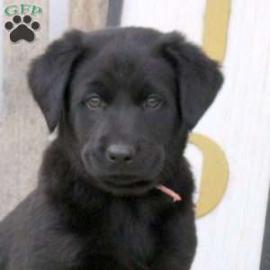Bubbles, Labrador Mix Puppy