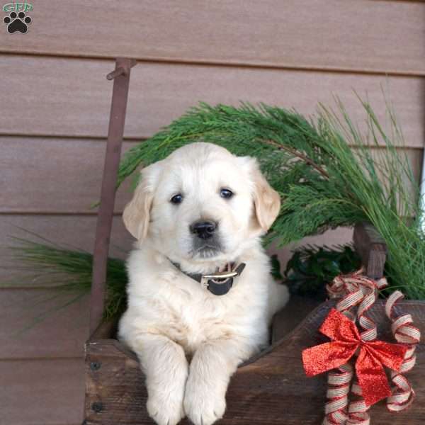 Bubbles, Golden Retriever Puppy