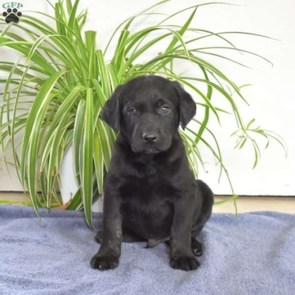 Bucky, Black Labrador Retriever Puppy