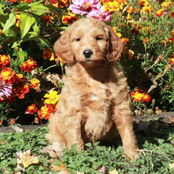 Bucky, Mini Goldendoodle Puppy