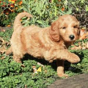 Bucky, Mini Goldendoodle Puppy