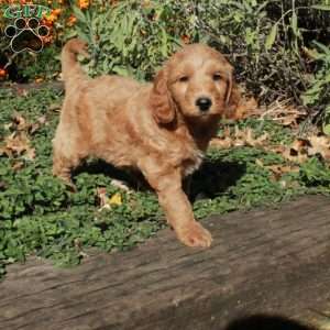Bucky, Mini Goldendoodle Puppy