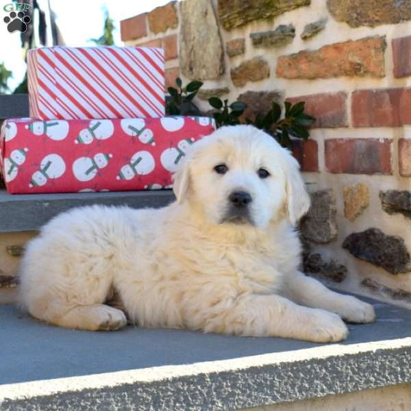 Buddy, English Cream Golden Retriever Puppy