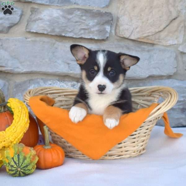 Buddy, Pembroke Welsh Corgi Puppy