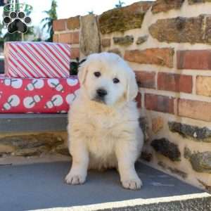 Buddy, English Cream Golden Retriever Puppy