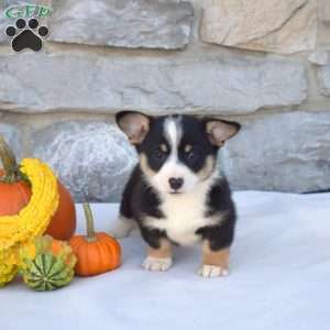 Buddy, Pembroke Welsh Corgi Puppy