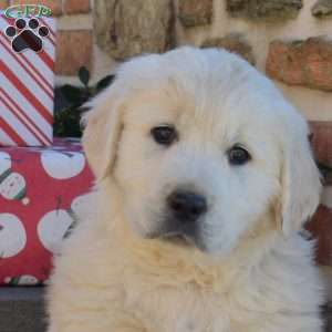 Buddy, English Cream Golden Retriever Puppy