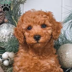 Buddy, Miniature Poodle Puppy