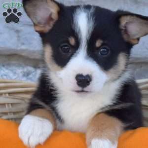 Buddy, Pembroke Welsh Corgi Puppy