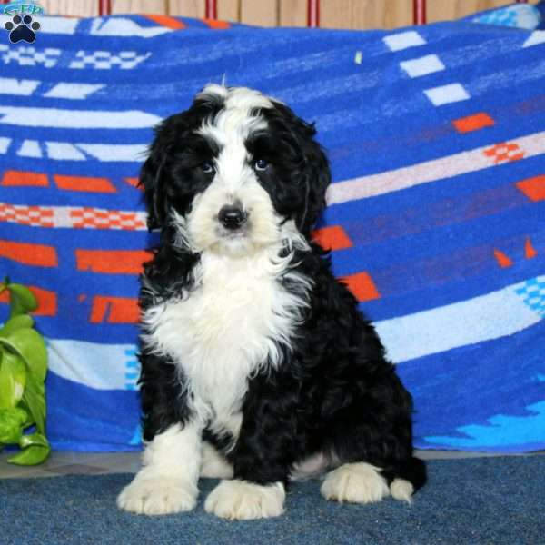 Buddy, Bernese Mountain Dog Mix Puppy
