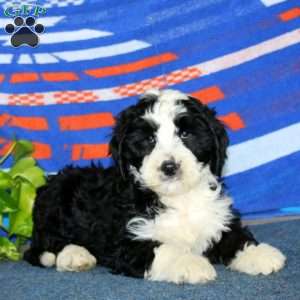 Buddy, Bernese Mountain Dog Mix Puppy