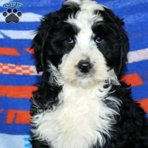 Buddy, Bernese Mountain Dog Mix Puppy