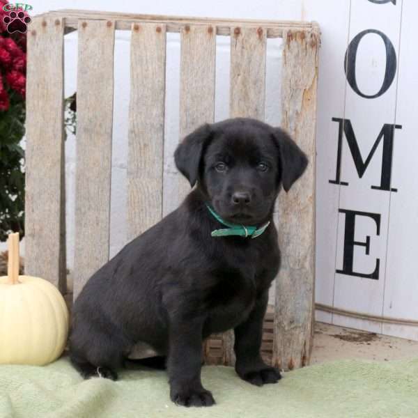 Buffer, Labrador Mix Puppy