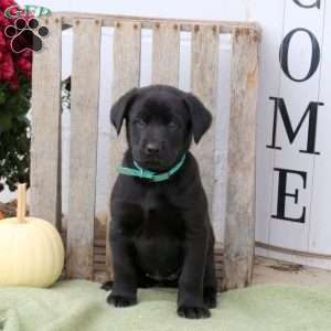 Buffer, Labrador Mix Puppy