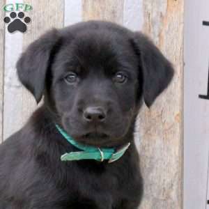 Buffer, Labrador Mix Puppy