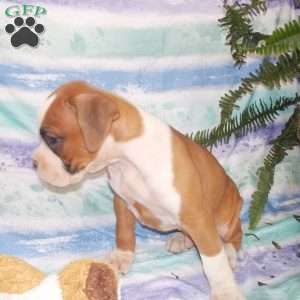 Bumbo, Boxer Puppy