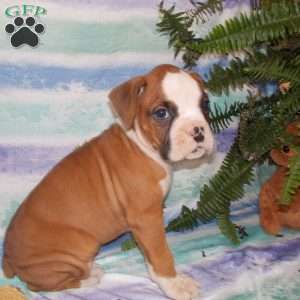 Bumbo, Boxer Puppy