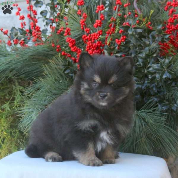 Buster, Pomsky Puppy