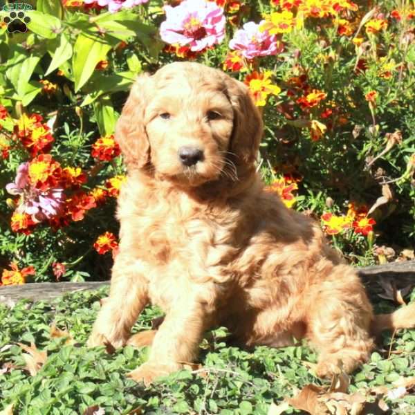 Buster, Mini Goldendoodle Puppy