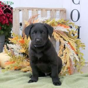 Buster, Labrador Mix Puppy