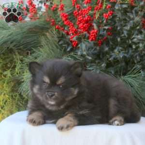 Buster, Pomsky Puppy