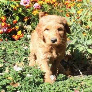 Buster, Mini Goldendoodle Puppy