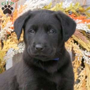Buster, Labrador Mix Puppy