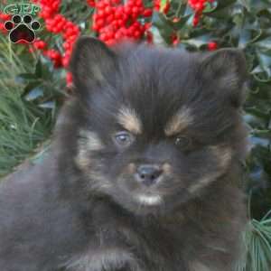 Buster, Pomsky Puppy