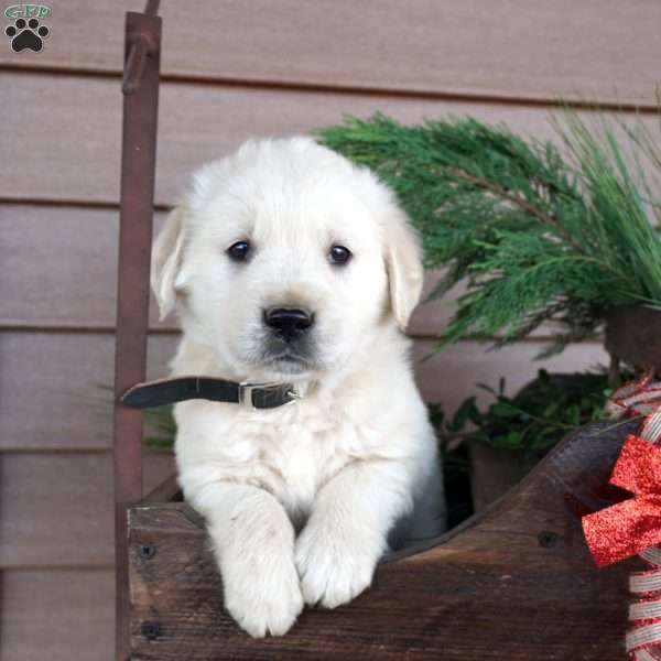 Butterscotch, Golden Retriever Puppy