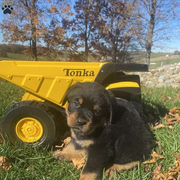 Henson, Rottweiler Puppy