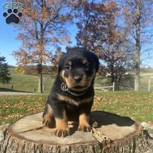 Cleo, Rottweiler Puppy