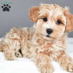 Snowflake, Maltipoo Puppy