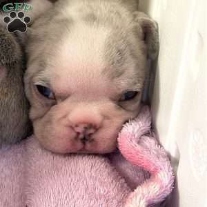 Levi, French Bulldog Puppy