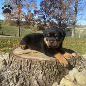 Maverick, Rottweiler Puppy