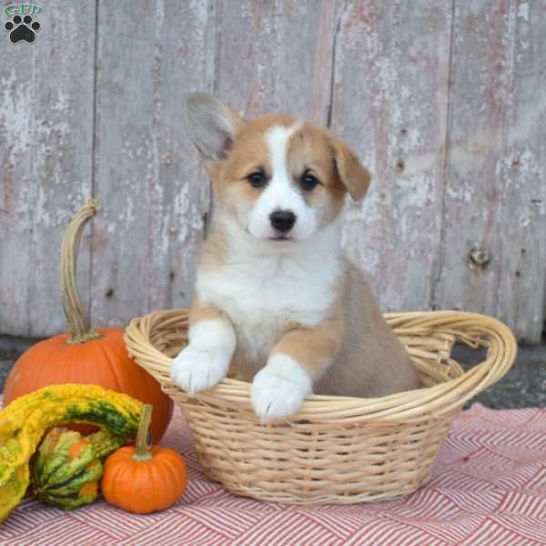 Caddie, Pembroke Welsh Corgi Puppy