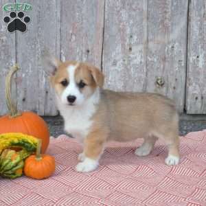 Caddie, Pembroke Welsh Corgi Puppy