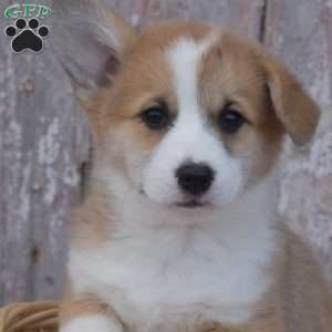 Caddie, Pembroke Welsh Corgi Puppy