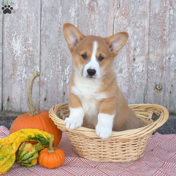 Cadet, Pembroke Welsh Corgi Puppy