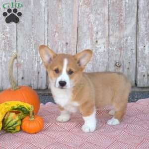 Cadet, Pembroke Welsh Corgi Puppy