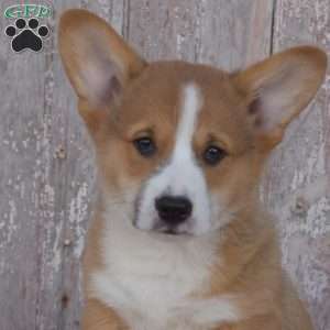 Cadet, Pembroke Welsh Corgi Puppy