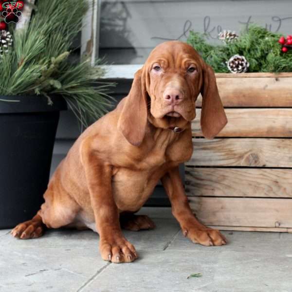 Caleb, Vizsla Puppy