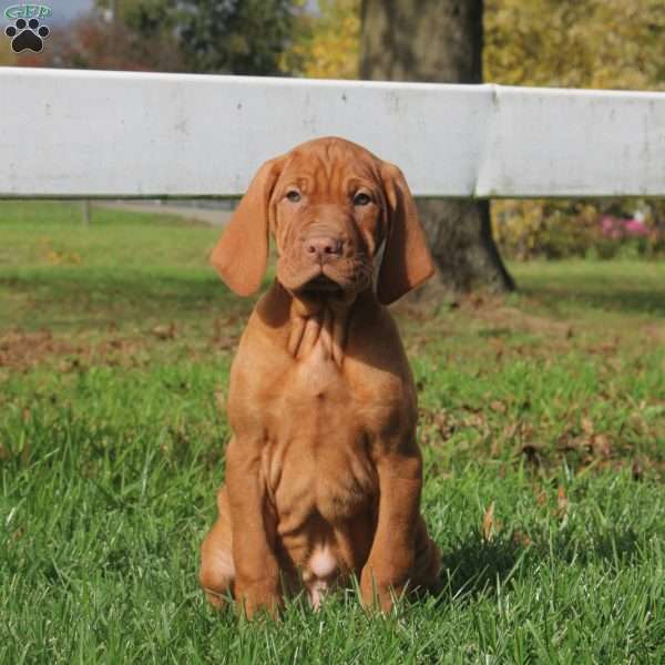 Caleb, Vizsla Puppy