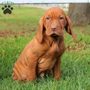 Caleb, Vizsla Puppy