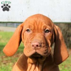 Caleb, Vizsla Puppy