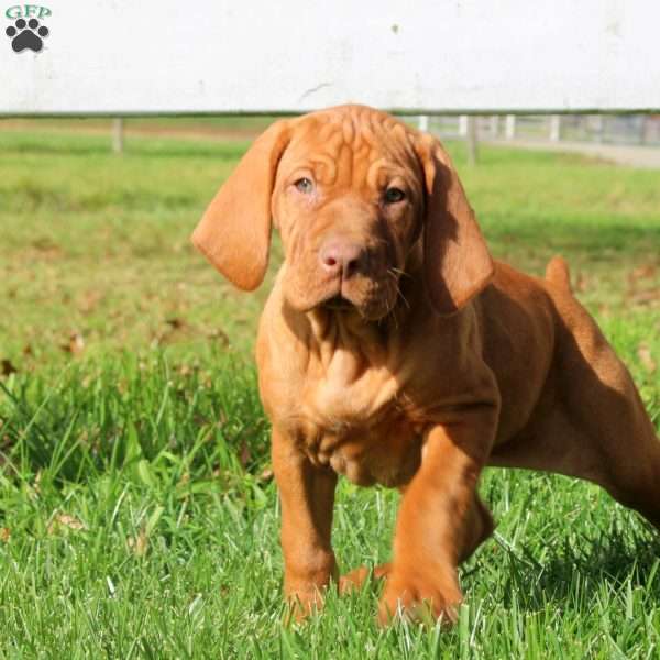 Callie, Vizsla Puppy