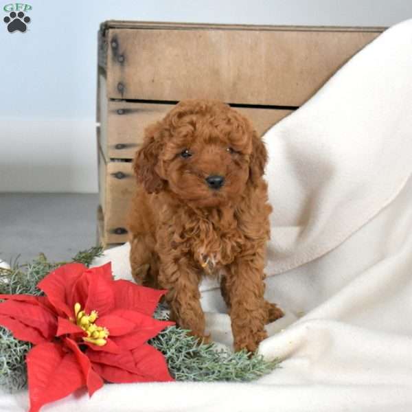Callie, Miniature Poodle Puppy