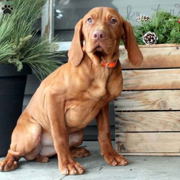 Callie, Vizsla Puppy